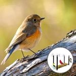 Mangeoire Oiseaux Balcon 2