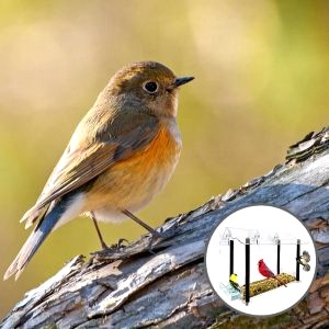 Mangeoire Oiseaux Balcon 2